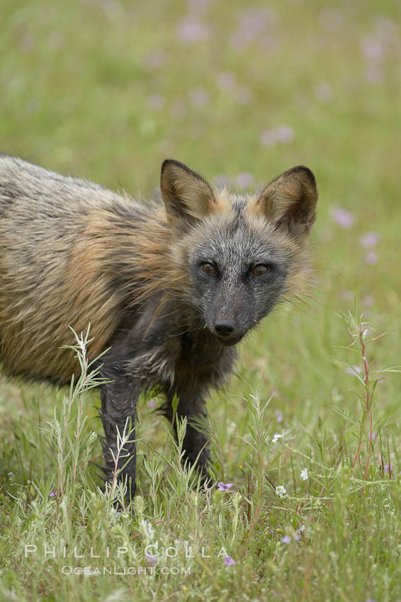 Cross fox, Sierra Nevada foothills, Mariposa, California.  The cross fox is a color variation of the red fox., Vulpes vulpes, natural history stock photograph, photo id 15975