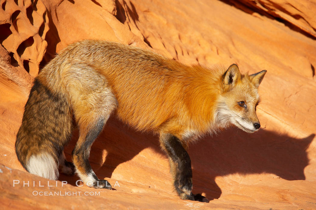 Red fox.  Red foxes are the most widely distributed wild carnivores in the world. Red foxes utilize a wide range of habitats including forest, tundra, prairie, and farmland. They prefer habitats with a diversity of vegetation types and are increasingly encountered in suburban areas., Vulpes vulpes, natural history stock photograph, photo id 12069