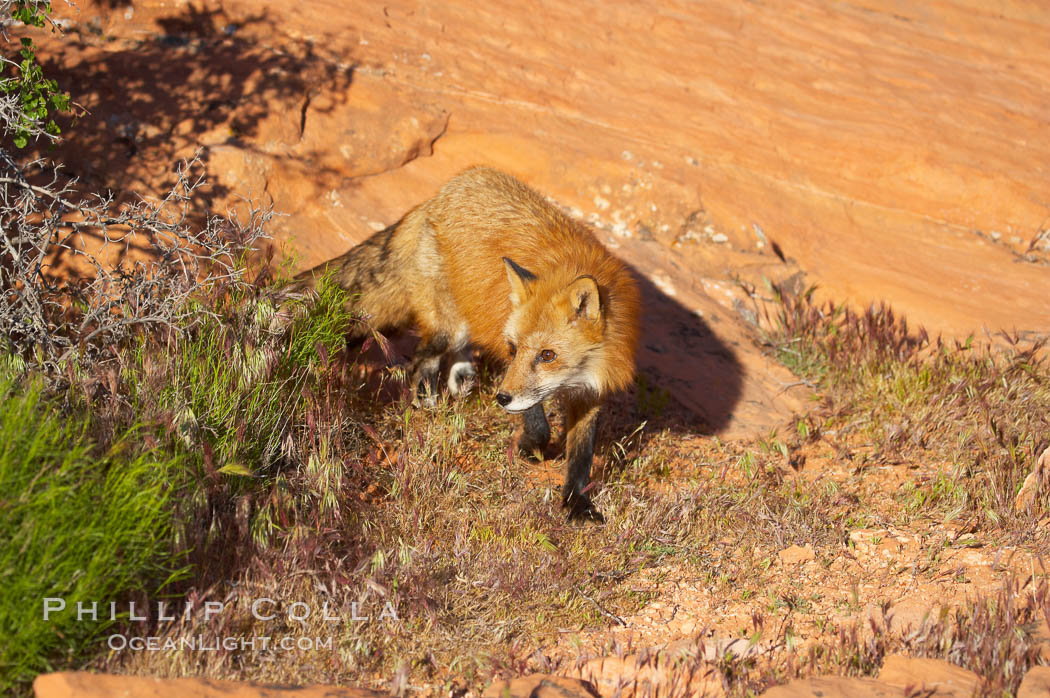 Red fox.  Red foxes are the most widely distributed wild carnivores in the world. Red foxes utilize a wide range of habitats including forest, tundra, prairie, and farmland. They prefer habitats with a diversity of vegetation types and are increasingly encountered in suburban areas., Vulpes vulpes, natural history stock photograph, photo id 12081