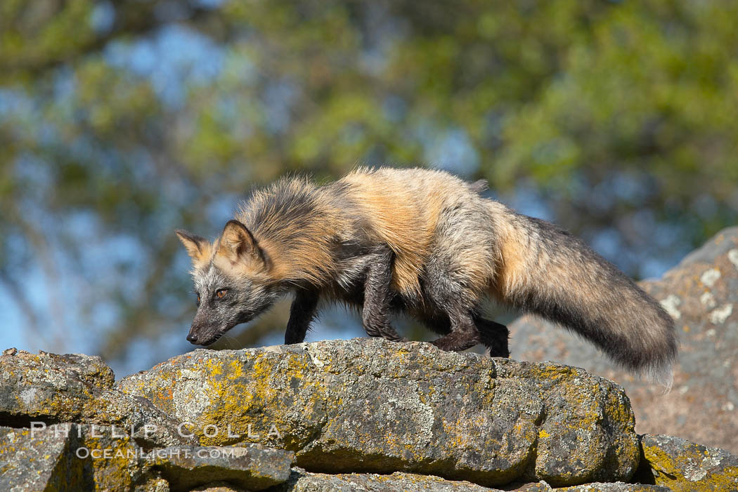 Cross fox, Sierra Nevada foothills, Mariposa, California.  The cross fox is a color variation of the red fox., Vulpes vulpes, natural history stock photograph, photo id 15957
