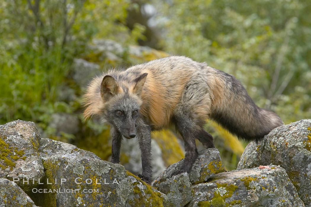 Cross fox, Sierra Nevada foothills, Mariposa, California.  The cross fox is a color variation of the red fox., Vulpes vulpes, natural history stock photograph, photo id 15969