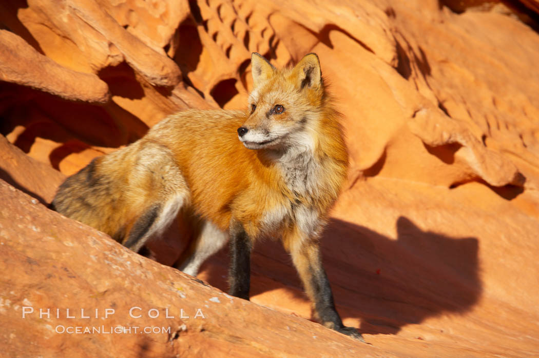 Red fox.  Red foxes are the most widely distributed wild carnivores in the world. Red foxes utilize a wide range of habitats including forest, tundra, prairie, and farmland. They prefer habitats with a diversity of vegetation types and are increasingly encountered in suburban areas., Vulpes vulpes, natural history stock photograph, photo id 12082