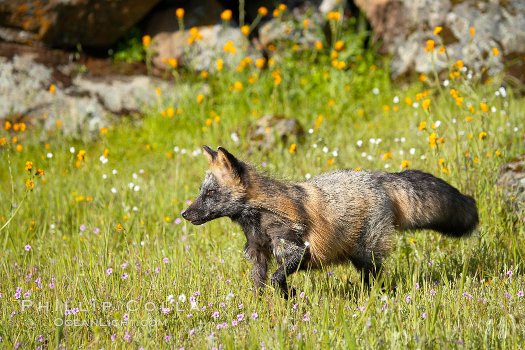 Cross fox, Sierra Nevada foothills, Mariposa, California.  The cross fox is a color variation of the red fox., Vulpes vulpes, natural history stock photograph, photo id 15958