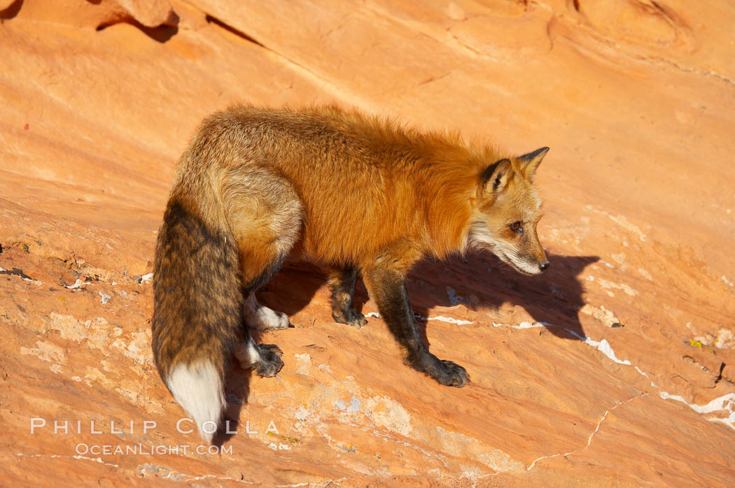 Red fox.  Red foxes are the most widely distributed wild carnivores in the world. Red foxes utilize a wide range of habitats including forest, tundra, prairie, and farmland. They prefer habitats with a diversity of vegetation types and are increasingly encountered in suburban areas., Vulpes vulpes, natural history stock photograph, photo id 12076