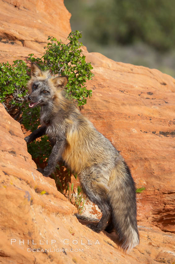 Cross fox.  The cross fox is a color variation of the red fox., Vulpes vulpes, natural history stock photograph, photo id 12112