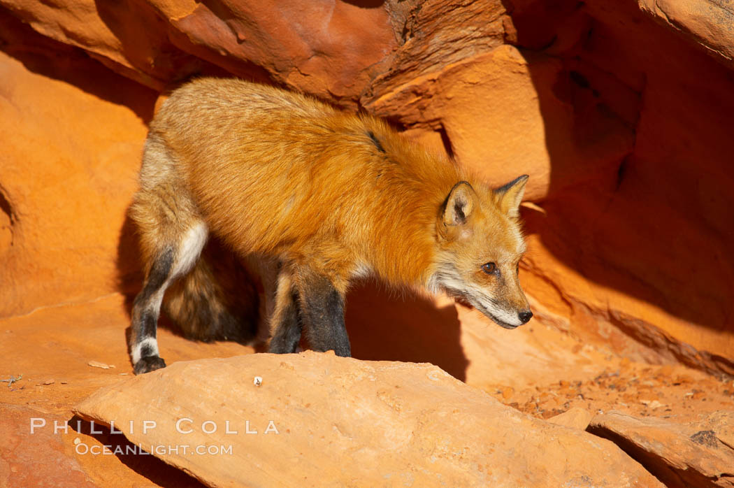 Red fox.  Red foxes are the most widely distributed wild carnivores in the world. Red foxes utilize a wide range of habitats including forest, tundra, prairie, and farmland. They prefer habitats with a diversity of vegetation types and are increasingly encountered in suburban areas., Vulpes vulpes, natural history stock photograph, photo id 12079