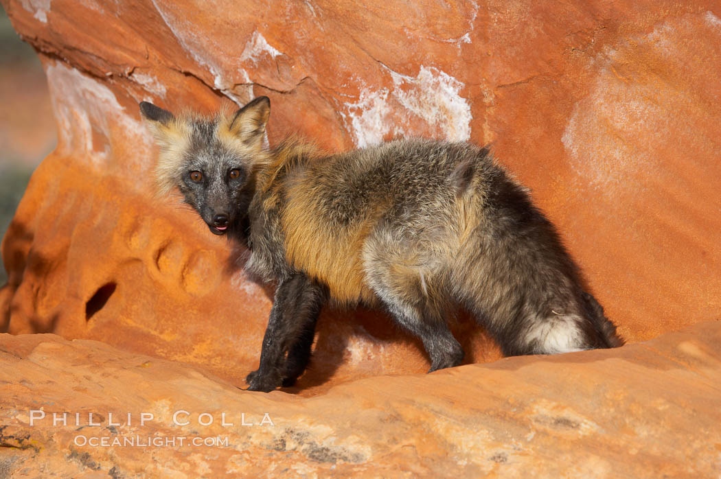 Cross fox.  The cross fox is a color variation of the red fox., Vulpes vulpes, natural history stock photograph, photo id 12115