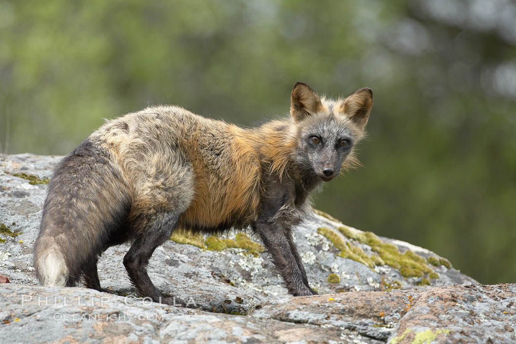 Cross fox, Sierra Nevada foothills, Mariposa, California.  The cross fox is a color variation of the red fox., Vulpes vulpes, natural history stock photograph, photo id 15955