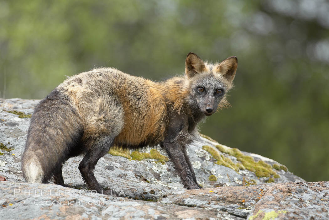 Cross fox, Sierra Nevada foothills, Mariposa, California.  The cross fox is a color variation of the red fox., Vulpes vulpes, natural history stock photograph, photo id 15955