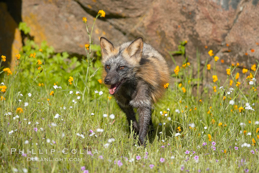 Cross fox, Sierra Nevada foothills, Mariposa, California.  The cross fox is a color variation of the red fox., Vulpes vulpes, natural history stock photograph, photo id 15967