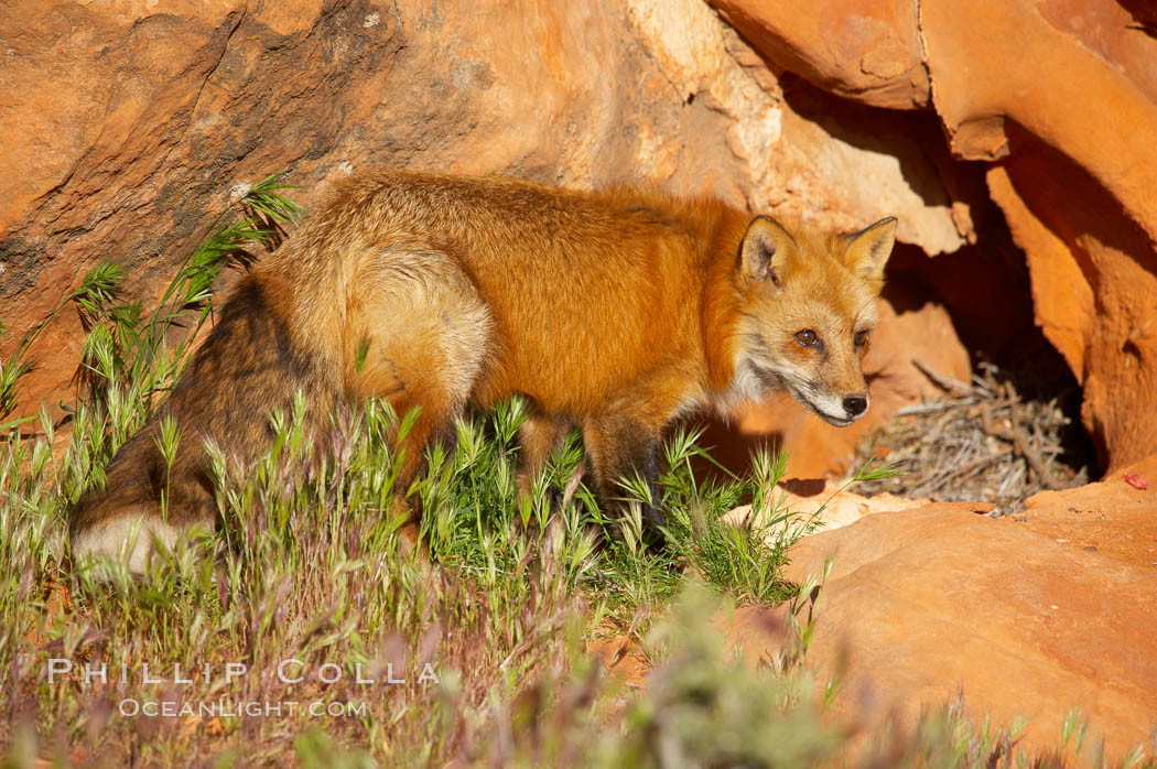 Red fox.  Red foxes are the most widely distributed wild carnivores in the world. Red foxes utilize a wide range of habitats including forest, tundra, prairie, and farmland. They prefer habitats with a diversity of vegetation types and are increasingly encountered in suburban areas., Vulpes vulpes, natural history stock photograph, photo id 12073