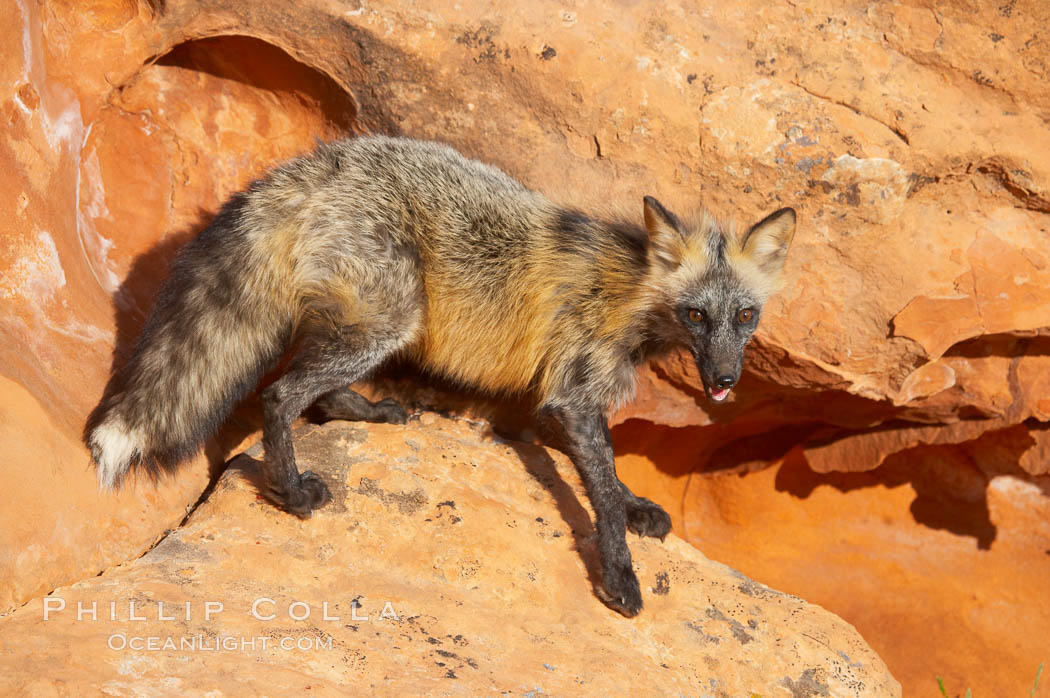 Cross fox.  The cross fox is a color variation of the red fox., Vulpes vulpes, natural history stock photograph, photo id 12109