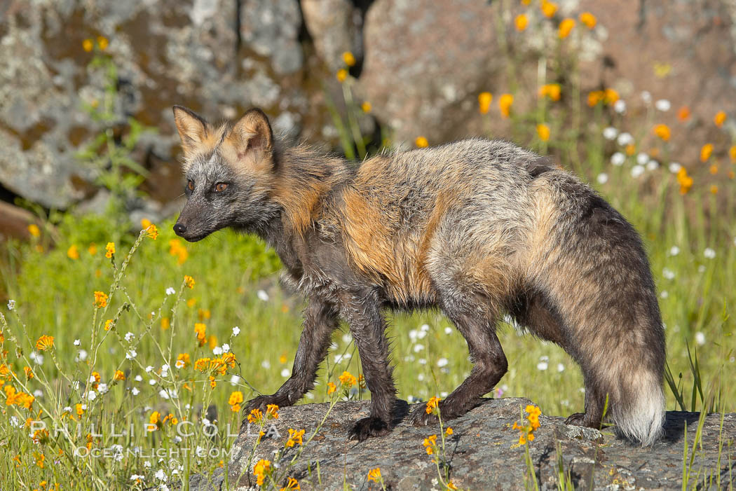Cross fox, Sierra Nevada foothills, Mariposa, California.  The cross fox is a color variation of the red fox., Vulpes vulpes, natural history stock photograph, photo id 15961