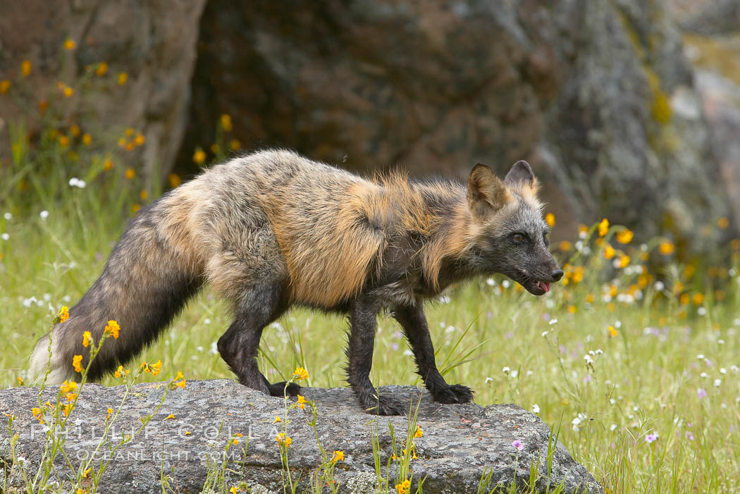 Cross fox, Sierra Nevada foothills, Mariposa, California.  The cross fox is a color variation of the red fox., Vulpes vulpes, natural history stock photograph, photo id 15973