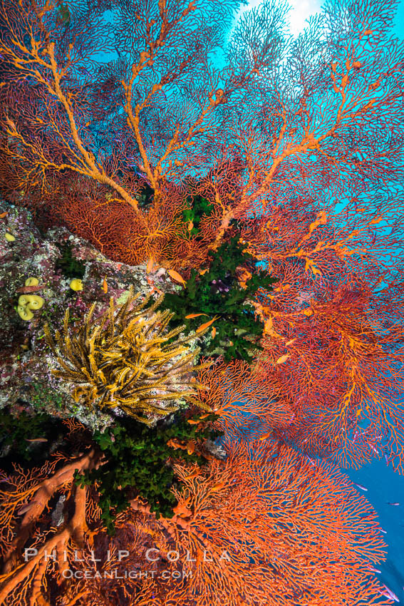 Red Gorgonian and Yellow Crinoid on Coral Reef, Fiji. Wakaya Island, Lomaiviti Archipelago, Crinoidea, Gorgonacea, Plexauridae, natural history stock photograph, photo id 31741