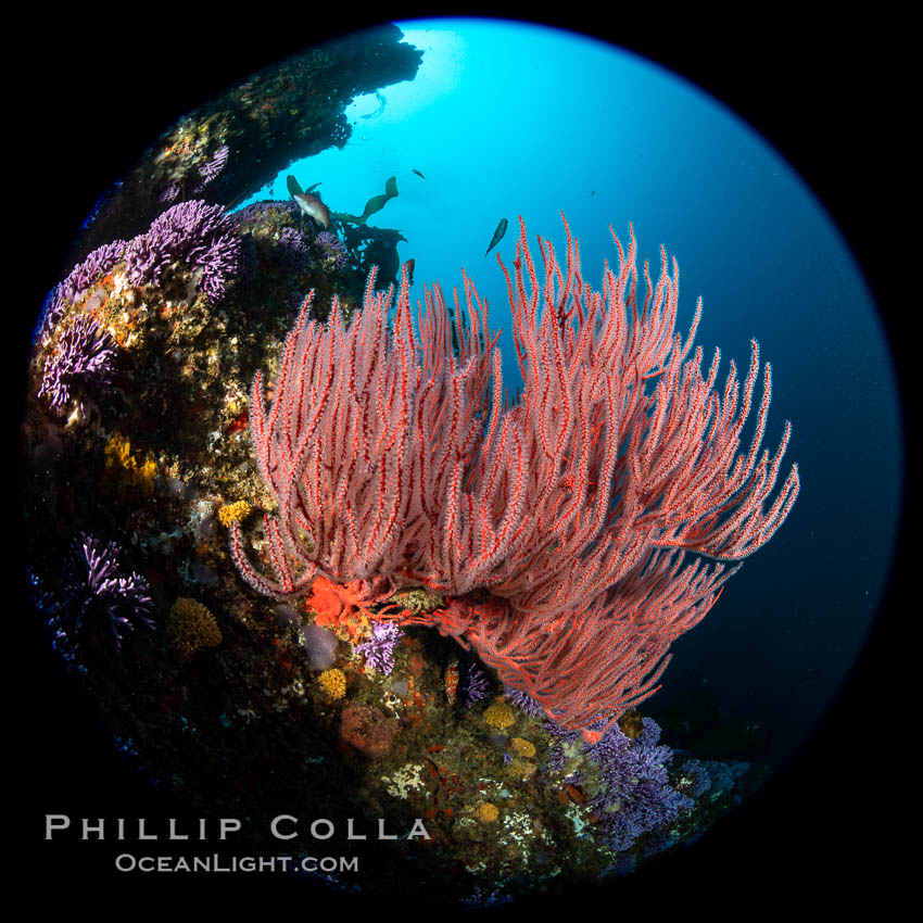 Red gorgonian (Lophogorgia chilensis) on Farnsworth Banks reef. Catalina Island, California, USA, Leptogorgia chilensis, Lophogorgia chilensis, natural history stock photograph, photo id 37182
