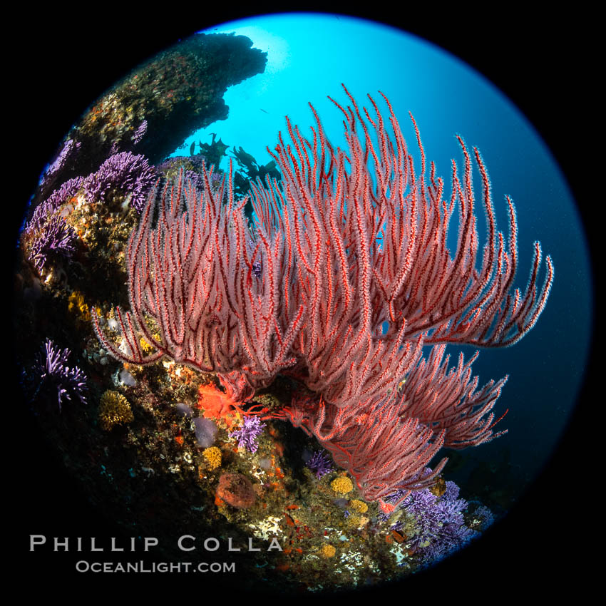 Red gorgonian (Lophogorgia chilensis) on Farnsworth Banks reef. Farnsworth Banks holds some of the most lush and colorful reefs to be found in California. Catalina Island, USA, Leptogorgia chilensis, Lophogorgia chilensis, natural history stock photograph, photo id 37181