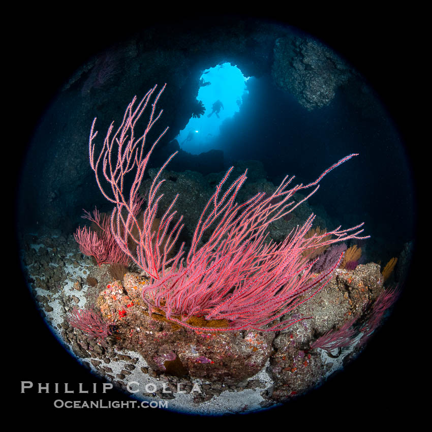 Red Gorgonians form a lush colorful garden below a submarine arch, while two scuba divers pass through the opening to the cavern, Leptogorgia chilensis, Lophogorgia chilensis, San Clemente Island