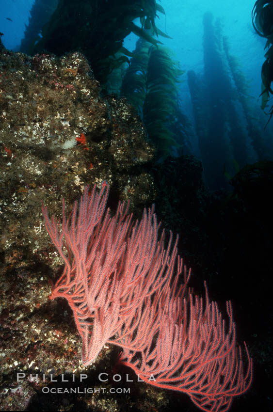 Gorgonian in kelp forest., Leptogorgia chilensis, Lophogorgia chilensis, natural history stock photograph, photo id 02526