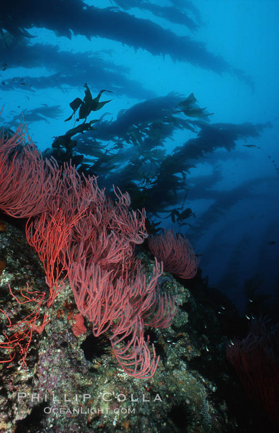 Red gorgonian on rocky reef below kelp forest. San Clemente Island, California, USA, Leptogorgia chilensis, Lophogorgia chilensis, Macrocystis pyrifera, natural history stock photograph, photo id 03826