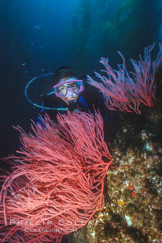 Diver and red gorgonian., Leptogorgia chilensis, Lophogorgia chilensis, natural history stock photograph, photo id 36250