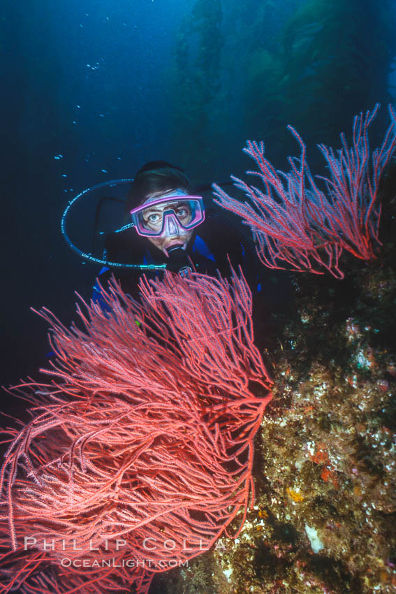 Diver and red gorgonian. San Clemente Island, California, USA, Leptogorgia chilensis, Lophogorgia chilensis, natural history stock photograph, photo id 36250