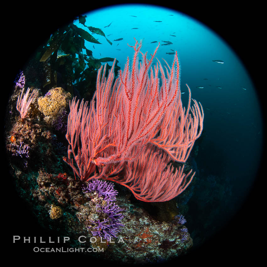 Red gorgonian Leptogorgia chilensis, Farnsworth Banks, Catalina Island, California. USA, Leptogorgia chilensis, Lophogorgia chilensis, natural history stock photograph, photo id 37246