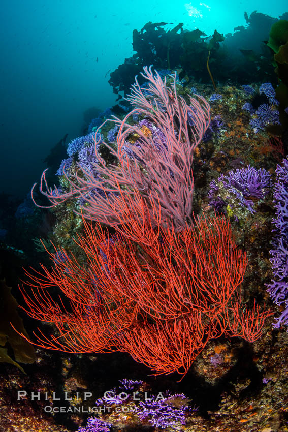 Red gorgonian Leptogorgia chilensis. The lower sea fan has its polyps retracted while the upper sea fan has all of its polyps extended into the current. Farnsworth Banks, Catalina Island, California, Leptogorgia chilensis, Lophogorgia chilensis