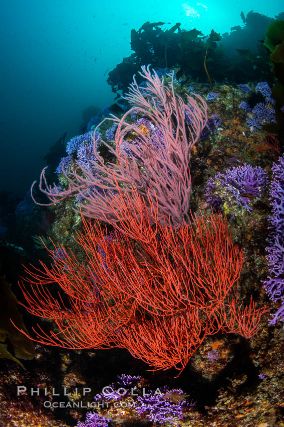 Red gorgonian Leptogorgia chilensis. The lower sea fan has its polyps retracted while the upper sea fan has all of its polyps extended into the current. Farnsworth Banks, Catalina Island, California, Leptogorgia chilensis, Lophogorgia chilensis Red gorgonian Leptogorgia chilensis. The lower sea fan has its polyps retracted while the upper sea fan has all of its polyps extended into the current. Farnsworth Banks, Catalina Island, California, Leptogorgia chilensis, Lophogorgia chilensis
