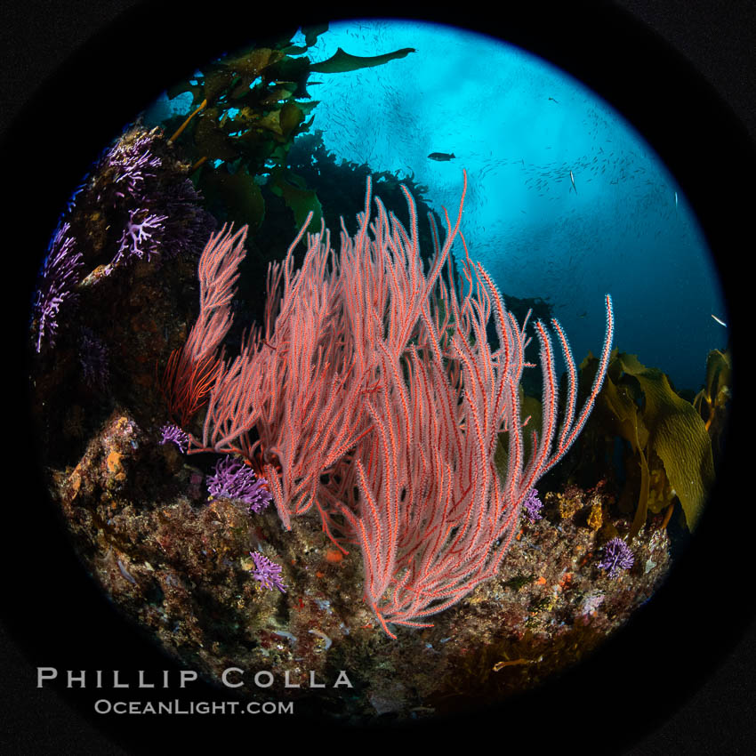Red gorgonian Leptogorgia chilensis, Farnsworth Banks, Catalina Island, California., Leptogorgia chilensis, Lophogorgia chilensis, natural history stock photograph, photo id 37228