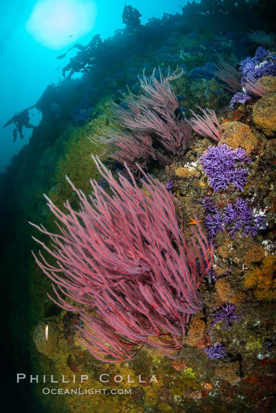 Red gorgonian Leptogorgia chilensis, Farnsworth Banks, Catalina Island, California. USA, Leptogorgia chilensis, Lophogorgia chilensis, natural history stock photograph, photo id 37272