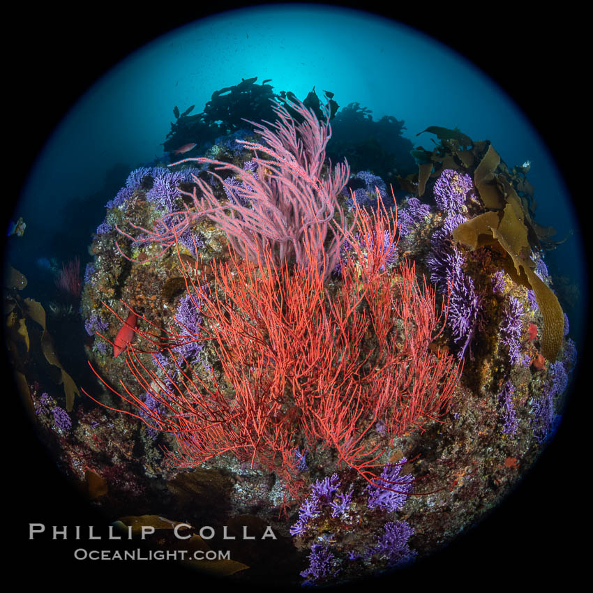 Red gorgonian Leptogorgia chilensis. The lower sea fan has its polyps retracted while the upper sea fan has all of its polyps extended into the current. Farnsworth Banks, Catalina Island, California. USA, Leptogorgia chilensis, Lophogorgia chilensis, natural history stock photograph, photo id 37267