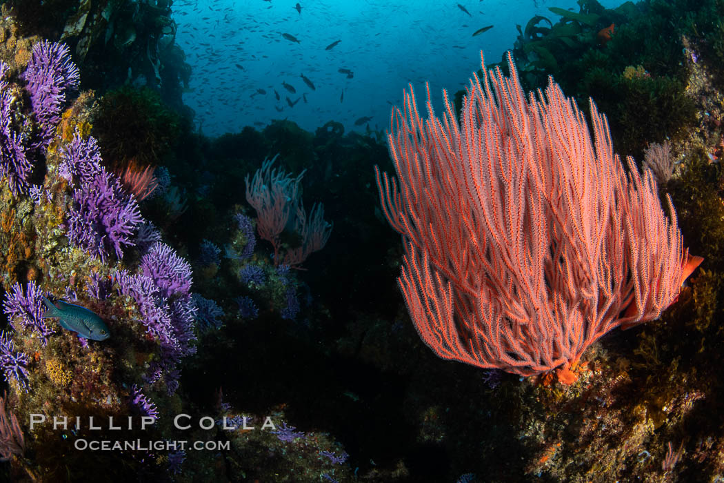 Red gorgonian Leptogorgia chilensis, Farnsworth Banks, Catalina Island