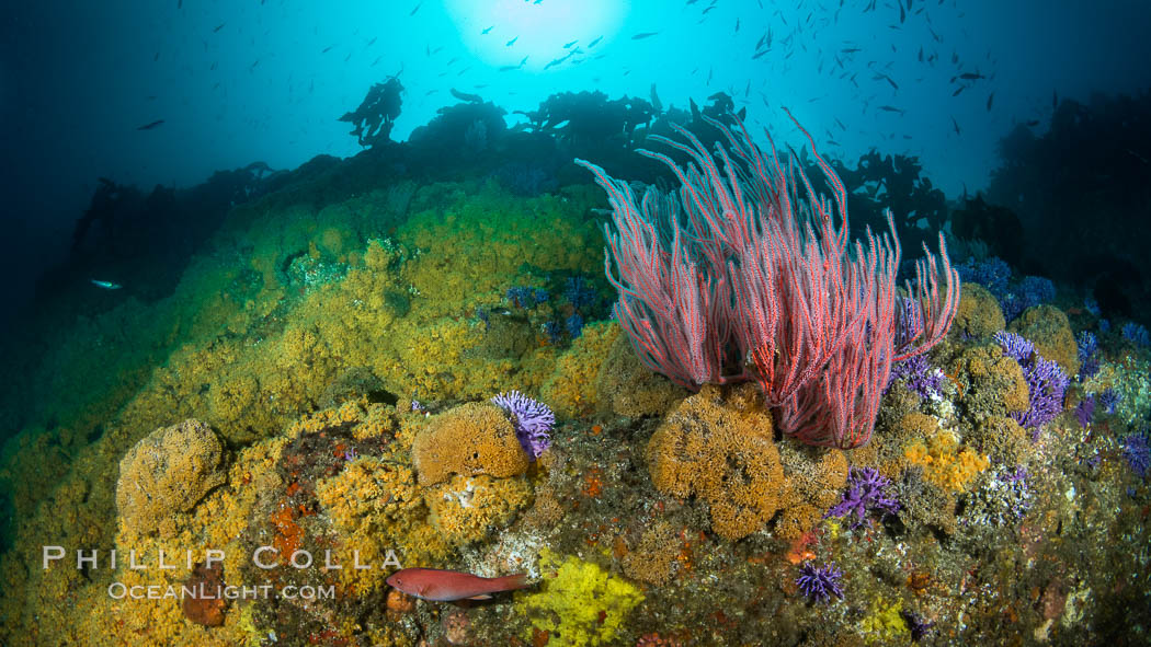 Red gorgonian Leptogorgia chilensis with yellow zoanthid anemone Epizoanthis giveni, Farnsworth Banks, Catalina Island, California, Leptogorgia chilensis, Lophogorgia chilensis, Epizoanthus giveni