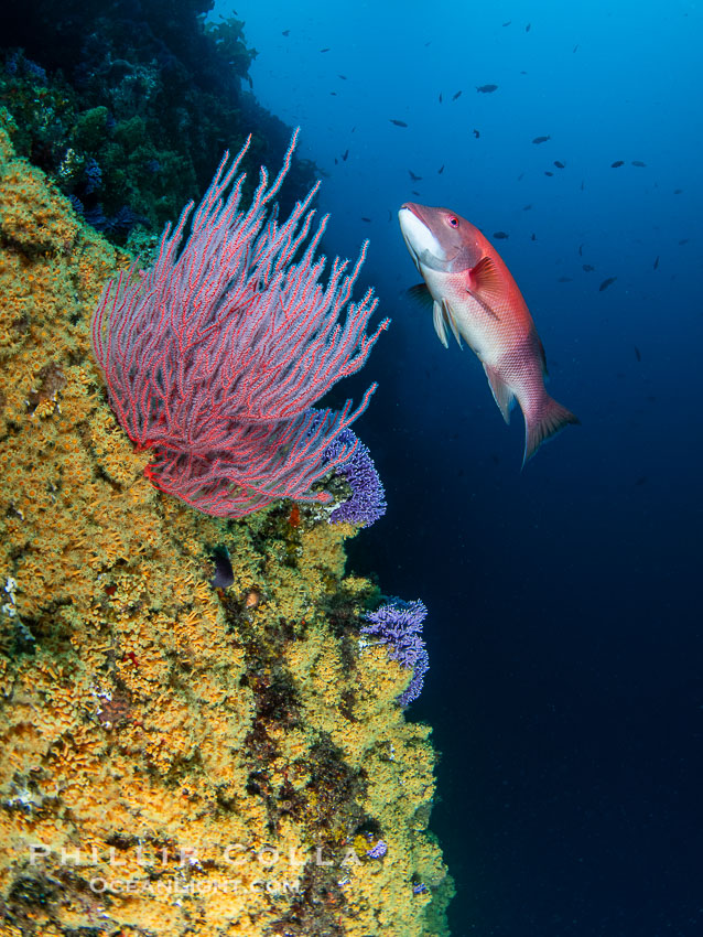 Red gorgonian Leptogorgia chilensis with yellow zoanthid anemone Epizoanthis giveni, Farnsworth Banks, Catalina Island, California. USA, natural history stock photograph, photo id 39533