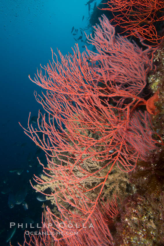 Red gorgonian on rocky reef, below kelp forest, underwater. The red gorgonian is a filter-feeding temperate colonial species that lives on the rocky bottom at depths between 50 to 200 feet deep. Gorgonians are oriented at right angles to prevailing water currents to capture plankton drifting by. San Clemente Island, California, USA, Leptogorgia chilensis, Lophogorgia chilensis, natural history stock photograph, photo id 30910