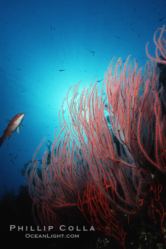 Red gorgonian, Leptogorgia chilensis, San Clemente Island, California