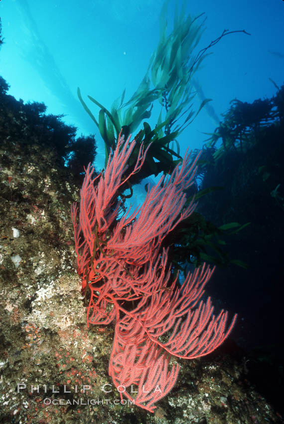 Red gorgonian. Santa Barbara Island, California, USA, Leptogorgia chilensis, Lophogorgia chilensis, natural history stock photograph, photo id 02532