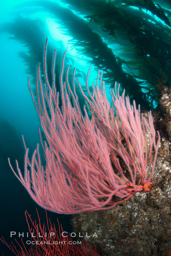 Bryozoan grows on a red gorgonian on rocky reef, below kelp forest, underwater. The red gorgonian is a filter-feeding temperate colonial species that lives on the rocky bottom at depths between 50 to 200 feet deep. Gorgonians are oriented at right angles to prevailing water currents to capture plankton drifting by. San Clemente Island, California, USA, Lophogorgia chilensis, natural history stock photograph, photo id 26407