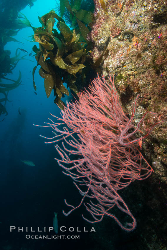Red gorgonian on rocky reef, below kelp forest, underwater. The red gorgonian is a filter-feeding temperate colonial species that lives on the rocky bottom at depths between 50 to 200 feet deep. Gorgonians are oriented at right angles to prevailing water currents to capture plankton drifting by. San Clemente Island, California, USA, Leptogorgia chilensis, Lophogorgia chilensis, natural history stock photograph, photo id 30867
