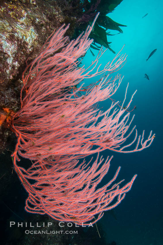 Red gorgonian on rocky reef, below kelp forest, underwater. The red gorgonian is a filter-feeding temperate colonial species that lives on the rocky bottom at depths between 50 to 200 feet deep. Gorgonians are oriented at right angles to prevailing water currents to capture plankton drifting by. San Clemente Island, California, USA, Leptogorgia chilensis, Lophogorgia chilensis, natural history stock photograph, photo id 30871