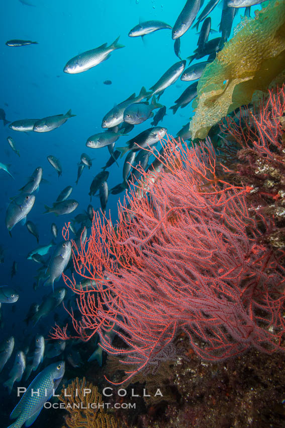 Red gorgonian on rocky reef, below kelp forest, underwater. The red gorgonian is a filter-feeding temperate colonial species that lives on the rocky bottom at depths between 50 to 200 feet deep. Gorgonians are oriented at right angles to prevailing water currents to capture plankton drifting by. San Clemente Island, California, USA, Leptogorgia chilensis, Lophogorgia chilensis, natural history stock photograph, photo id 30911