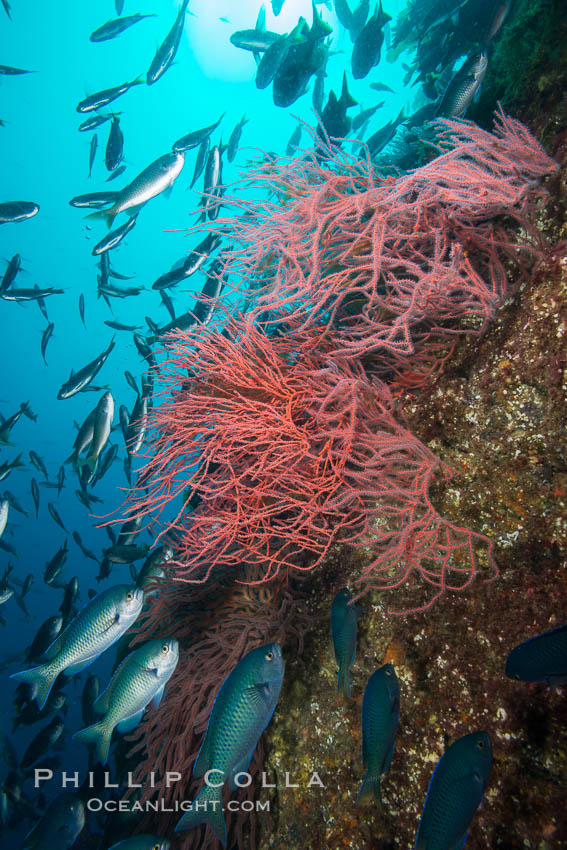 Red gorgonian on rocky reef, below kelp forest, underwater. The red gorgonian is a filter-feeding temperate colonial species that lives on the rocky bottom at depths between 50 to 200 feet deep. Gorgonians are oriented at right angles to prevailing water currents to capture plankton drifting by. San Clemente Island, California, USA, Leptogorgia chilensis, Lophogorgia chilensis, natural history stock photograph, photo id 30915