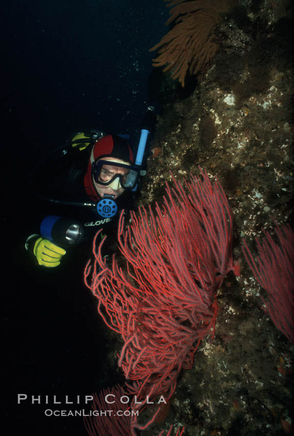 Diver and red gorgonian. San Clemente Island, California, USA, Leptogorgia chilensis, Lophogorgia chilensis, natural history stock photograph, photo id 01109
