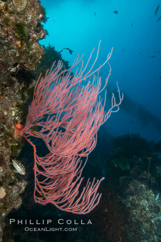 Red gorgonian on rocky reef, below kelp forest, underwater. The red gorgonian is a filter-feeding temperate colonial species that lives on the rocky bottom at depths between 50 to 200 feet deep. Gorgonians are oriented at right angles to prevailing water currents to capture plankton drifting by. San Clemente Island, California, USA, Leptogorgia chilensis, Lophogorgia chilensis, natural history stock photograph, photo id 30861