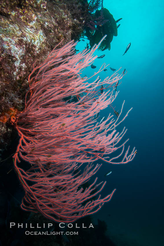 Red gorgonian on rocky reef, below kelp forest, underwater. The red gorgonian is a filter-feeding temperate colonial species that lives on the rocky bottom at depths between 50 to 200 feet deep. Gorgonians are oriented at right angles to prevailing water currents to capture plankton drifting by. San Clemente Island, California, USA, Leptogorgia chilensis, Lophogorgia chilensis, natural history stock photograph, photo id 30869