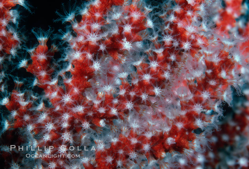 Red gorgonian, polyp detail. San Clemente Island, California, USA, Leptogorgia chilensis, Lophogorgia chilensis, natural history stock photograph, photo id 02560