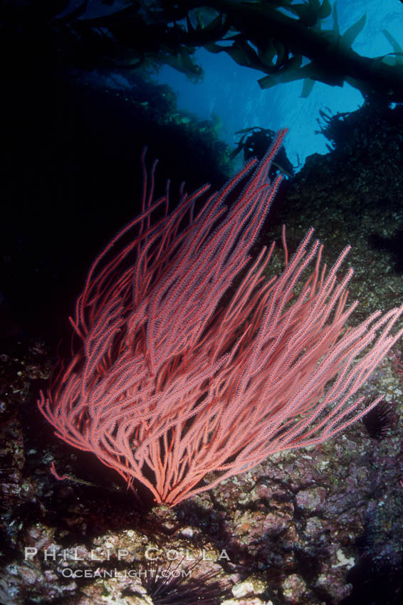 Red gorgonian. San Clemente Island, California, USA, Leptogorgia chilensis, Lophogorgia chilensis, natural history stock photograph, photo id 03484