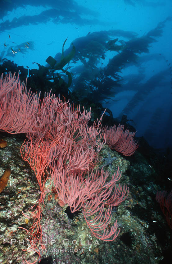 Red gorgonian on rocky reef below kelp forest. San Clemente Island, California, USA, Leptogorgia chilensis, Lophogorgia chilensis, Macrocystis pyrifera, natural history stock photograph, photo id 03824