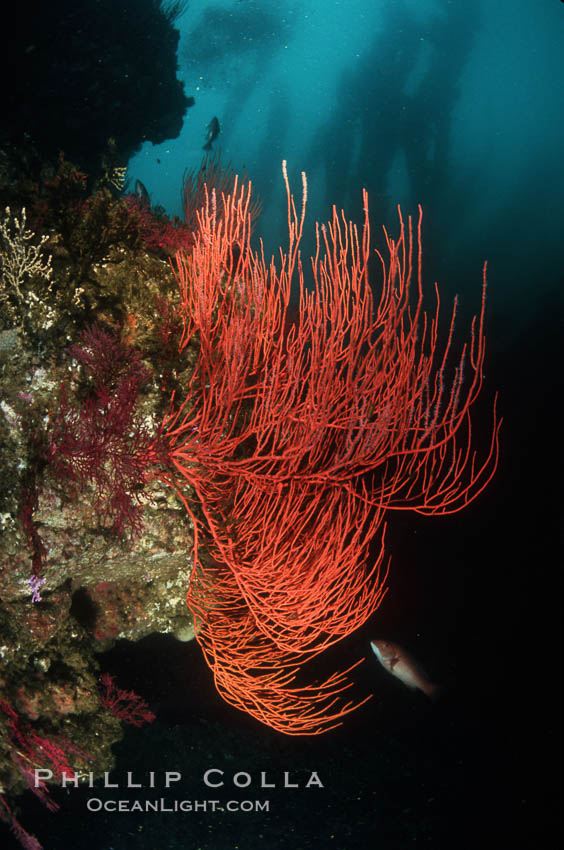 Red gorgonian. San Clemente Island, California, USA, Leptogorgia chilensis, Lophogorgia chilensis, natural history stock photograph, photo id 02535